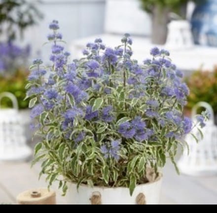 2 x Caryopteris cland. 'White Surprise'® - Blauwe Spirea , Baardbloem, Herfstsering 30- 40 cm in pot