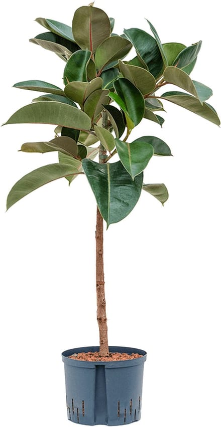 Hydroplant Ficus Elastica Robusta
