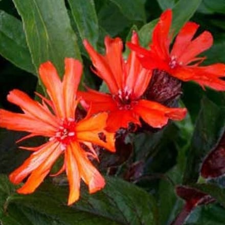 6 x Lychnis Arkwrightii 'Vesuvius' - Koekoeksbloem pot 9x9cm