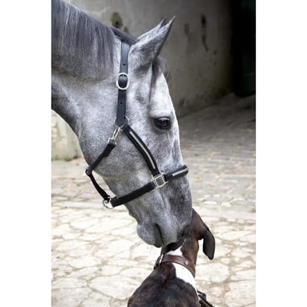 Lederen halster voor paarden T de T Clincher