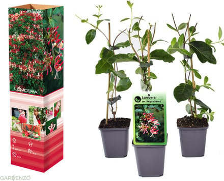 GARDENZO - 3x Kamperfoelie - Lonicera periclymenum 'Belgica' - in P9 pot