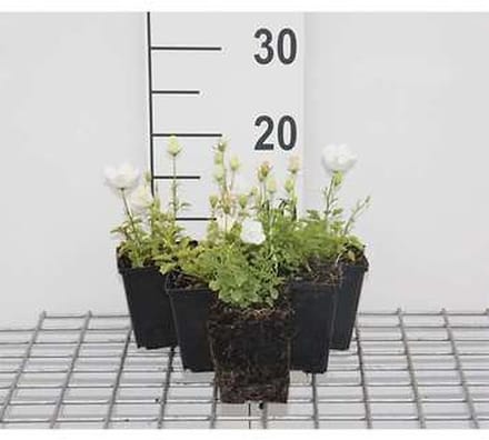 6x Klokje - Campanula carp. 'Weisse Clips' | 9x9 cm pot
