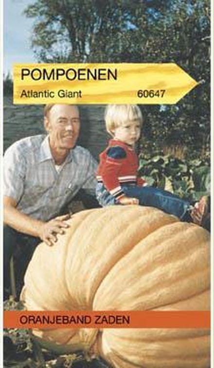 OBZ 660647 Pompoenen Atlantic Giant