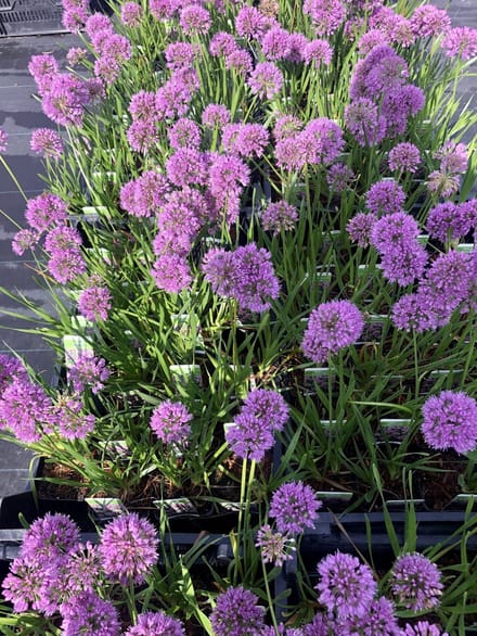 6x Sierui - Allium 'Millenium' | 9x9 cm pot