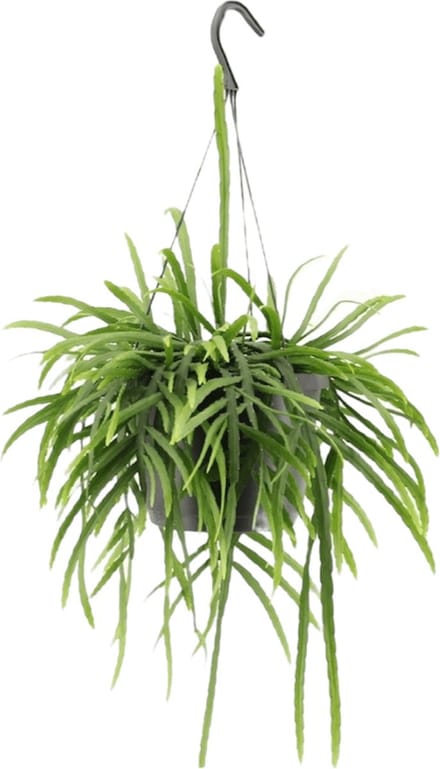 Lepismium Bolivianum hangplant - 25 cm