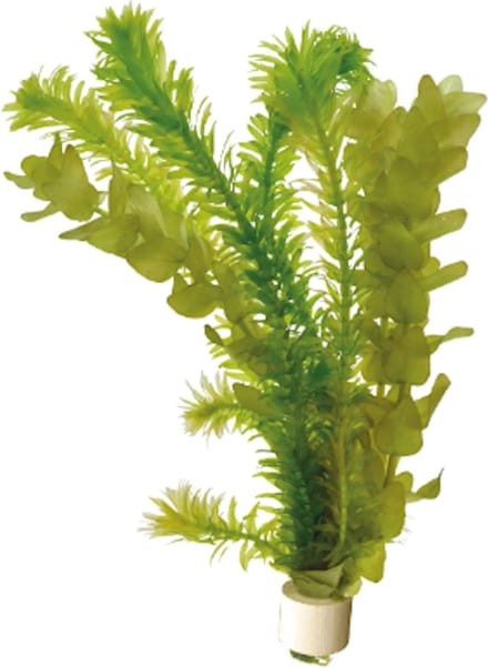Aquafleur Koudwaterbos Mix Waterplant