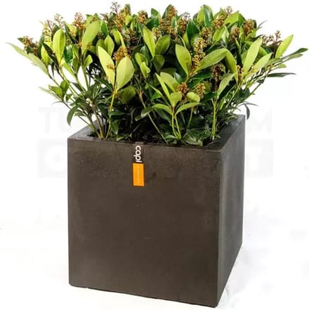 Pot vierkant III Smooth NL 40x40x40 zwart + skimmia