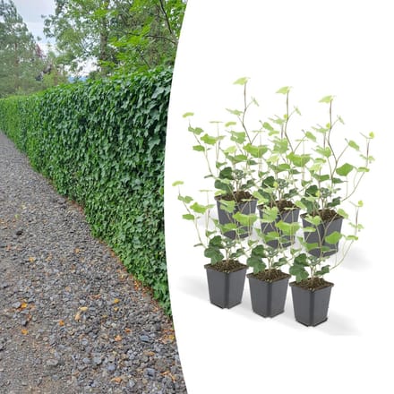 Hedera Hibernica P9 10/25 6x