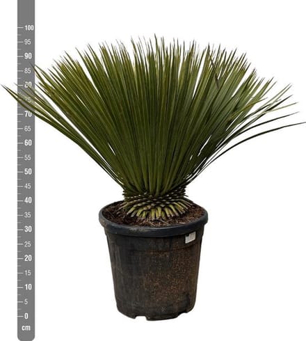 Snavelvormige yucca 90 cm hoog, winterharde plant