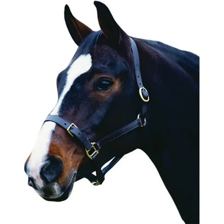 Leren halster voor paarden Weatherbeeta Collegiate Comfitec