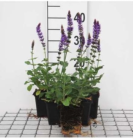 6x Struiksalie - Salvia nem. 'Ostfriesland' | 9x9 cm pot