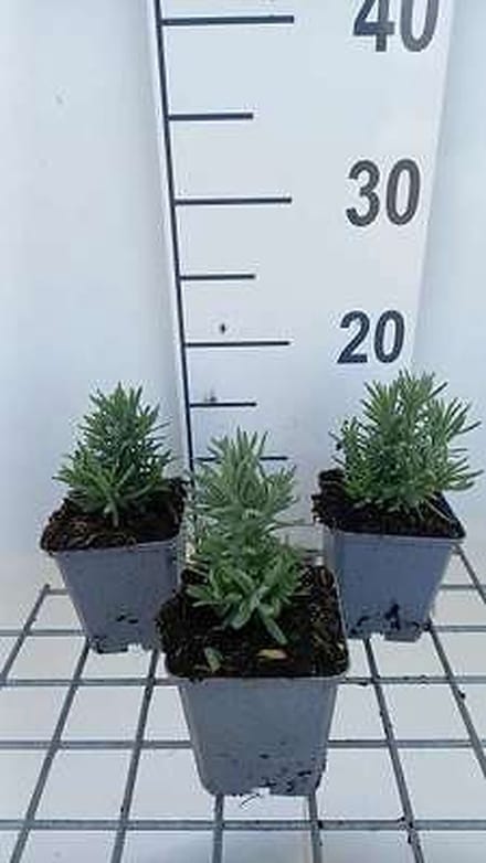 6x Lavandel - Lavandula ang. 'Alba' | 9x9 cm pot