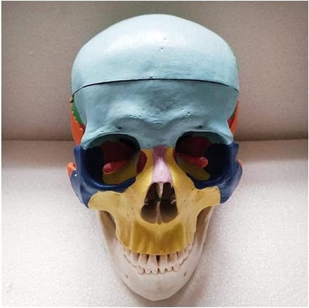 Anatomisch Schedelmodel - Menselijk Schedel - Onderwijs & Studie - Gekleurde Botdelen - Levensgroot - Multicolor