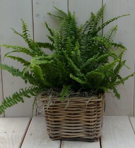 Koningsvaren mandje 30 cm