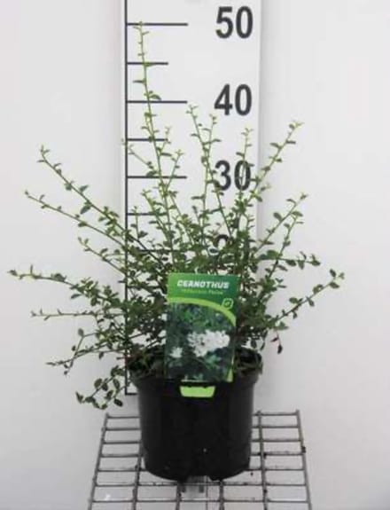Ceanothus thyrsiflorus 'Millerton Point' - Amerikaanse Sering, Sikkelboom 25 - 30 cm in pot