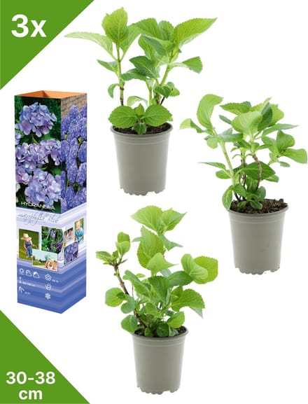 GARDENZO - 3x Hydrangea macrophylla 'Blauw' (Hortensia) - in P9 Pot