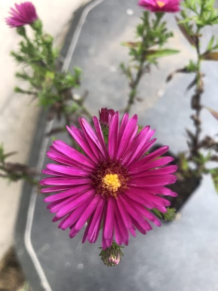 6x Herfstaster - Aster Dumosus 'Jenny' | 9x9 cm pot