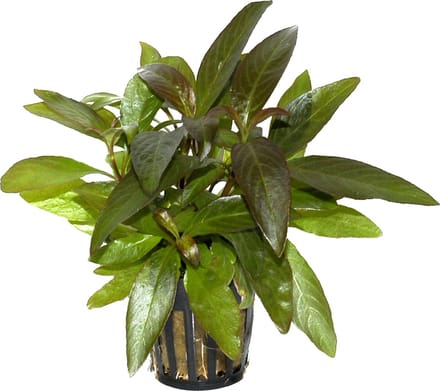 Aquaflora Hygrophila Stricta | in 5 cm pot