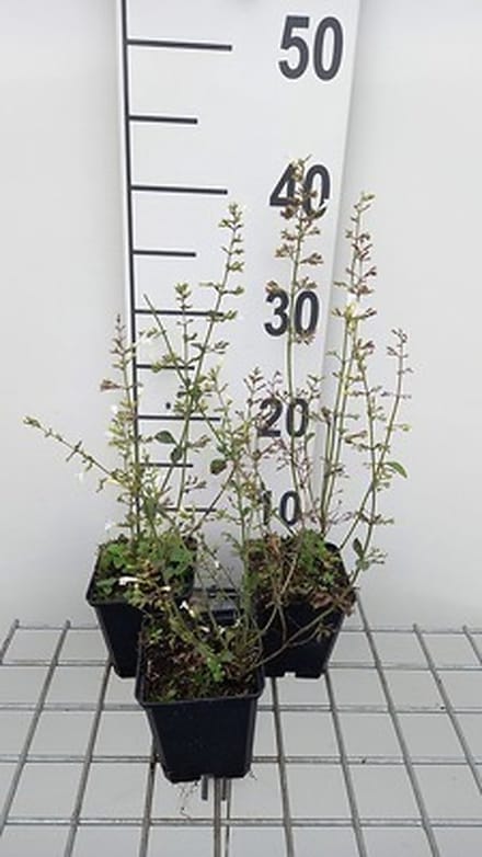 6x Steentijm - Calamintha nep. 'Weisser Riese' | 9x9 cm pot