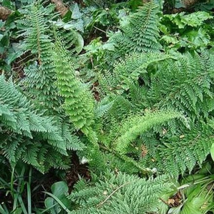 6 x Polystichum Setiferum 'Densum' - Naaldvaren pot 9x9cm - Dicht geveerde bladeren
