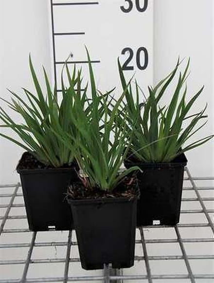 6x Blauwogengras - Sisyrinchium angustifolium | 9x9 cm pot