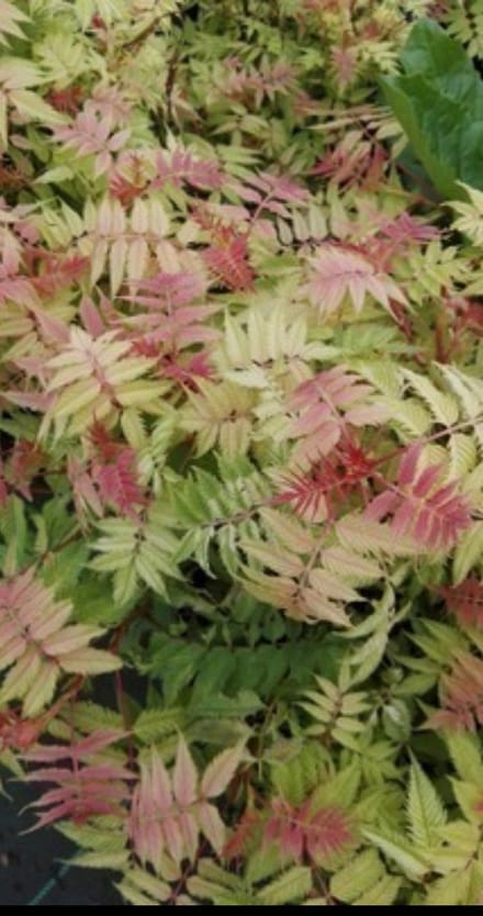 Sorbaria sorbifolia - Lijsterbes Spirea 40- 60 cm in pot