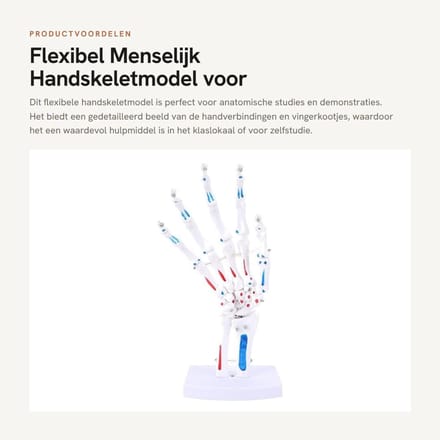 Dailygoods- Handskeletmodel 1:1 - Flexibel - Anatomie Model - PVC - Draagbaar - Gedetailleerde Visualisatie - Anatomisch Model