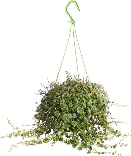 PLNTS - Peperomia Prostrata - Kamerplant - Kweekpot 14 cm - Hoogte 20 cm