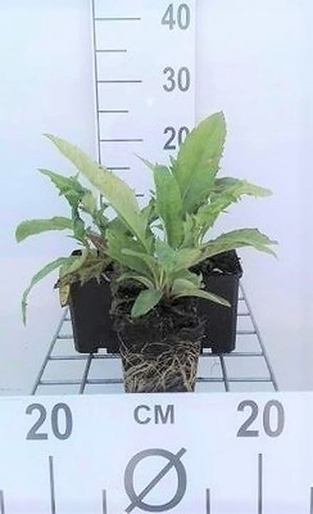 6x Kogeldistel - Echinops ritro | 9x9 cm pot