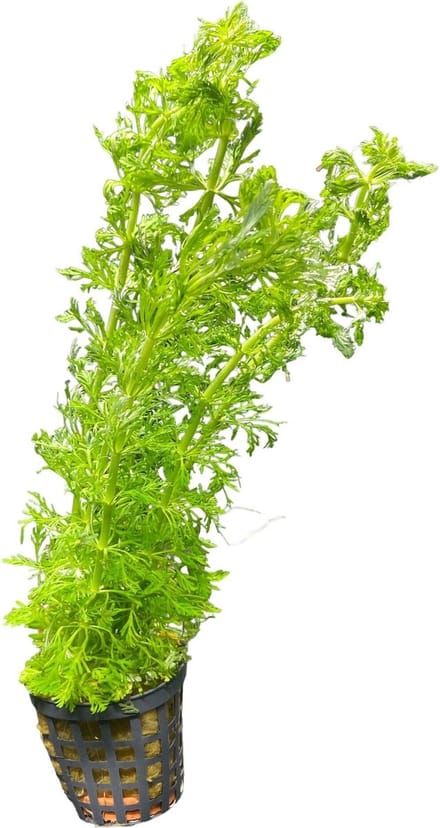 Limnophila heterophylla