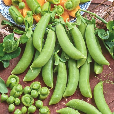 Sluis Garden - Peul Delikett