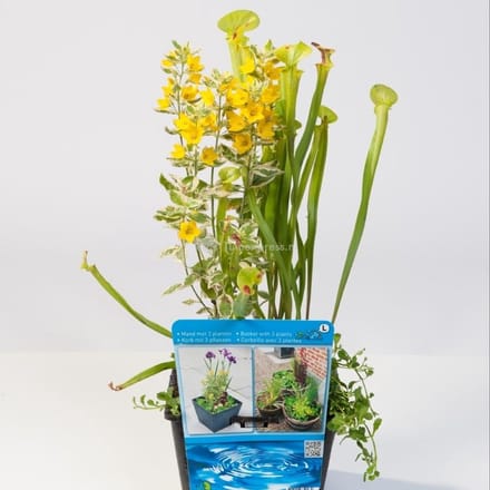 Moerings Mix Waterplanten | In 18CM Mand