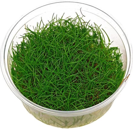 Moerings Eleocharis Minima | In vitro cup Waterplant