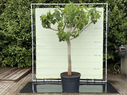 Vijgenboom - Ficus Carica - Eetbare vijgen - Winterhard - Stamomvang ⌀ 30-40cm - Hoogte ca. 250cm