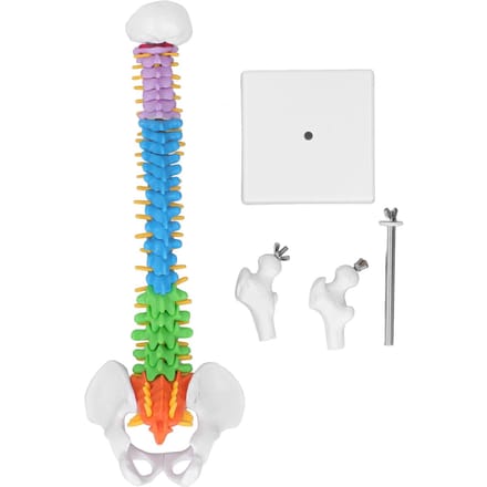 Wervelkolommodel PVC 45cm Kleurgecodeerd Miniatuur met Dijbeen Set Kit voor Leren Onderwijzen white