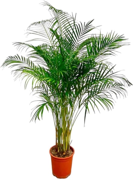 Dypsis Lutescens (Areca Palm) - 180 cm - ø27