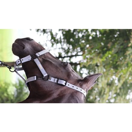 Halster voor paarden Lami-Cell Midnight