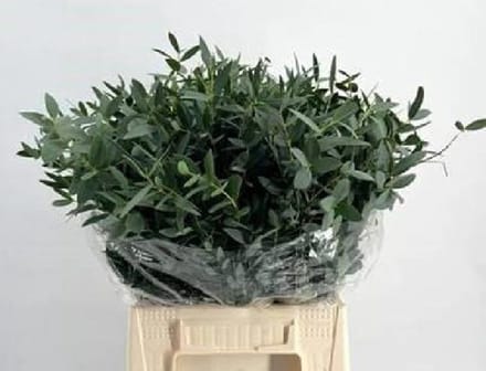 5x Sg eucalyptus parvi.kort 50cm