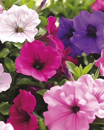 Petunia Zaden Laag Gemengd Petunia Hybrida Eenjarig