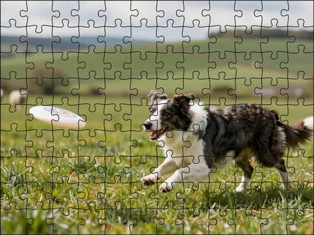 Puzzel Border Collie met frisbee | 120 stukjes | Dierenpuzzel | Hondenpuzzel