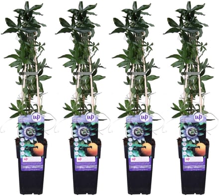4x - Passiflora caerulea - ↨65cm - Ø15
