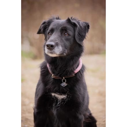 Hondenhalsband Pénélope Billie