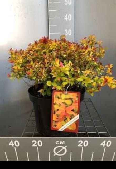 Spiraea jap. 'Magic Carpet'® ('walbuma') - Spierstruik , Japanse Spirea 30- 40 cm in pot