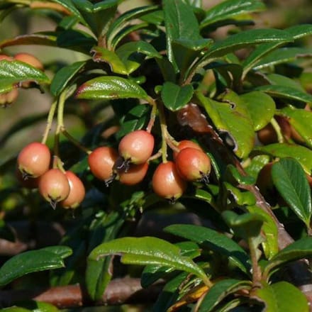 Cotoneaster Wardii - Dwergmispel 'Major' 60-80 cm pot