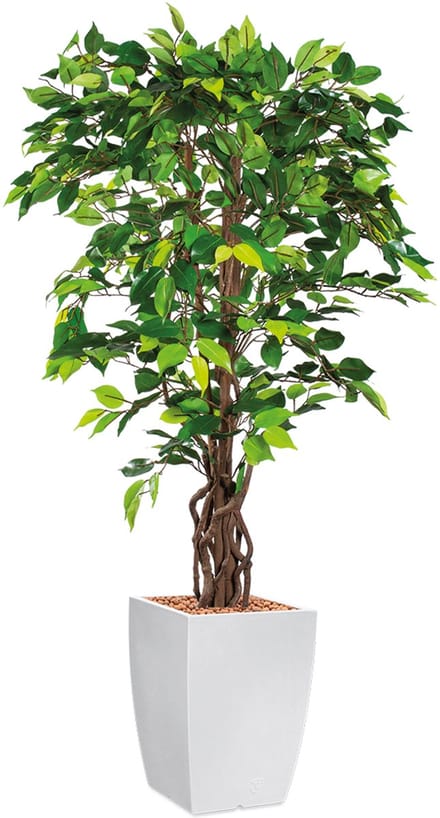 HTT - Kunstplant Ficus in Genesis vierkant wit H155 cm