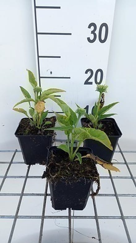 6x Zonnehoed - Echinacea purp. Mellow Yellows' | pot 9 x 9 cm