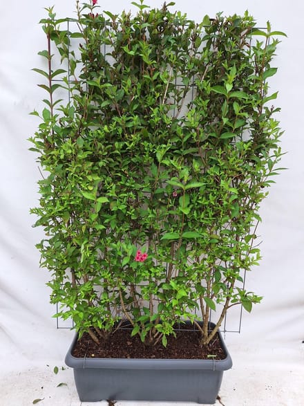 Green Harmony| Weigela 'Bristol Ruby' - Weigelia - Kant-en-Klaar Haag - 120 x 180 cm