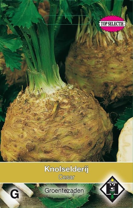 Van Hemert & Co - Knolselderij Neon (Apium graveolens)