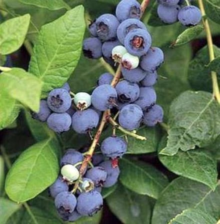 Vaccinium cor. 'Northland' - 30-40 cm in pot