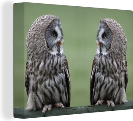 Canvas Schilderij Grote grijze uilen - 80x60 cm - Wanddecoratie